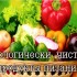 Что такое органические продукты питания – полезны ли они?